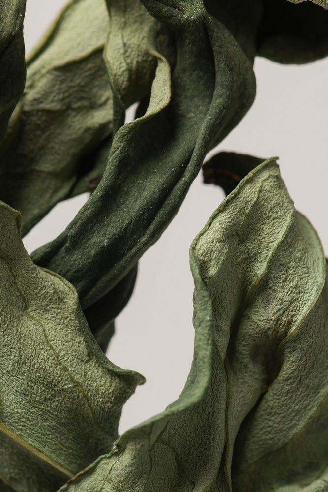 Sculptural dried tea leaves